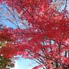 楽寿園の紅葉と、八百屋散歩。