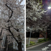桜2024　東京バージョン