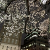 HANAMI2024