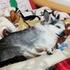 リメイクと言うほどでもないか