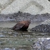 日本　根尾川のカワガラスなど
