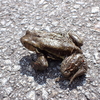 寝ぼけて昼に道路横断?!