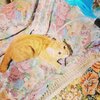 チャチャさんお迎え89日目。 