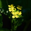 アスパラ菜（2020.10.31）
