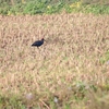 アカアシトキ Red-naped Ibis