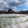 農園日誌ー一年間ありがとうございました