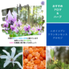 【二十四節気】清明（せいめい）：2025年は4月4日～過ごし方とイメージする香り