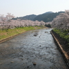 宇陀川桜並木