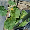 【農園日記】かぼちゃ摘芯　5月16日