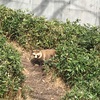 東山動物園のタヌキ