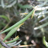 カマキリの子どもたち