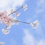 桜の花びらの枚数は何枚？