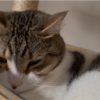 キャットタワーで寛ぐきなこもち特集26