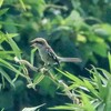 緑陰で囀る百舌鳥