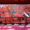 柳谷観音　楊谷寺　花手水と紅葉　紅葉編　京都府　長岡京市