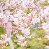 京都の桜 女一人旅 〜1日目 二条城編〜