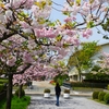 隠れた桜の名所「八重桜・桜並木」