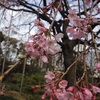 枝垂れ桜、開花しました！