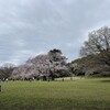 桜と湖水地方