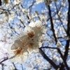 威力ってすごいのね！
