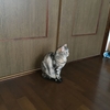 猫にとって安全な場所