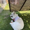 シニア散歩と新たな食事