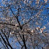 2025年・正月の桜