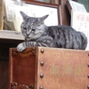 ねこの梅宮大社と早朝の下鴨神社へ