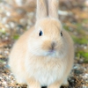 瀬戸内海のうさぎの島『ウサギの赤ちゃん』　⑤