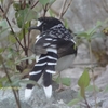 Spotted Forktail セボシエンビシキチョウ (北インドの鳥その8)