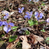 花の山　下見