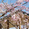 4.9 桜満開