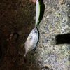 【勝浦港の立入禁止エリア変更】だけど釣りしてみた！　シマノ　ホリデーパック　20-210    メッキ
