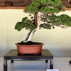 盆栽は僕には合わないかも・・・。