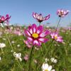 満開のコスモス畑に行ってきた まだまだ見頃です♪