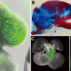 Neural crest cells lineages
