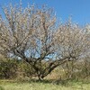 小梅の花もとっくに咲いていました