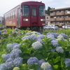 【美濃加茂】長良川鉄道『前平公園駅』近くのあじさい。