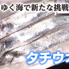 宮城 石巻 変わりゆく海で新たな挑戦「タチウオ漁」