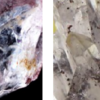 ヘマタイトインクォーツ／Hematite in quartz　天然石　パワーストーン