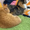 きなこちゃんとミケ茶、つみれちゃんがいっぱい21　猫3匹と暮らす夫婦