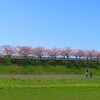 チャリンコでとんかつ屋めぐり（小野『そろばん亭』）と「おの桜づつみ回廊」