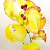 日々絵「サンキライ　Sankirai」 29.12.20