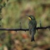 ヒメハチクイ(Little Bee-Eater)など