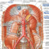 腹部大動脈の動脈の分枝のゴロ合わせ
