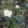 秋明菊？　何て菊？ ノル… 40分