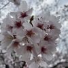 休日も桜・桜・桜咲く