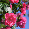 横浜薔薇　2024年5月