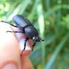 コカブトムシのホワイトアイ