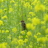 花の都公園